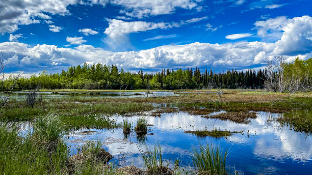 istock Reflecting clouds on a mirror pond in Alaska 1593222720