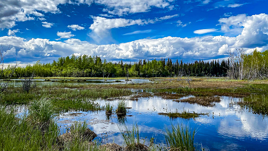Clouds reflecting upon the calm waters of a pond in the interior of Alaska