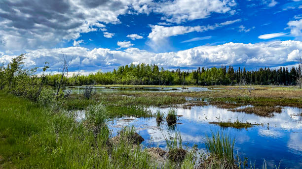 istock Reflecting clouds on a mirror pond in Alaska 1593222722