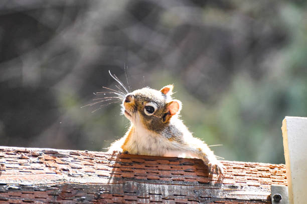 istock Curious squirrel looking down from a roof top. 1593222806