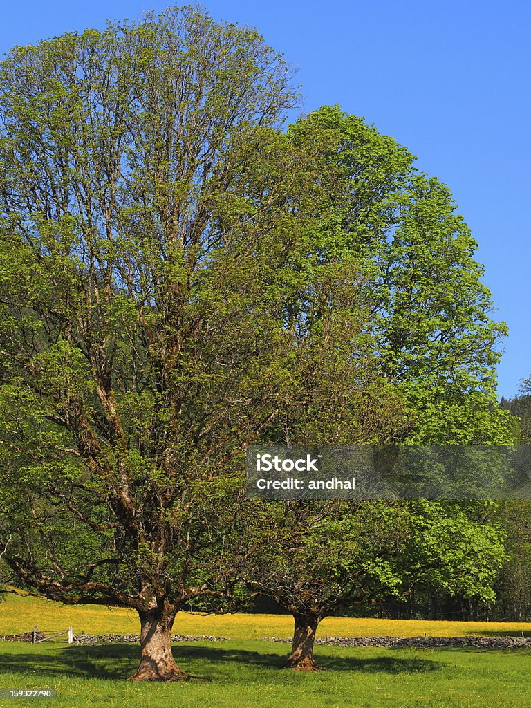 maple tree in spring trees on a meadow Flower Stock Photo