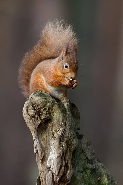 istock Red Squirrel eating nut on tree stump in Scotland 159323945