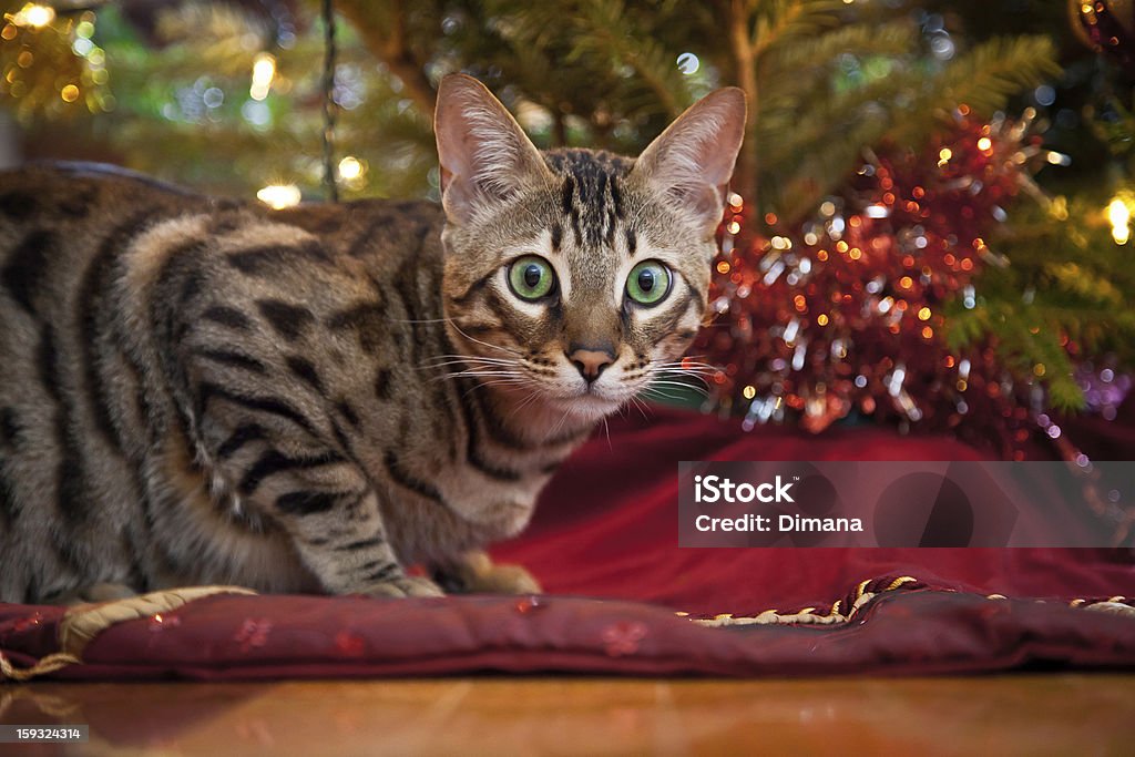 Festive Cat A cat sitting under a Christmas tree. Animal Stock Photo