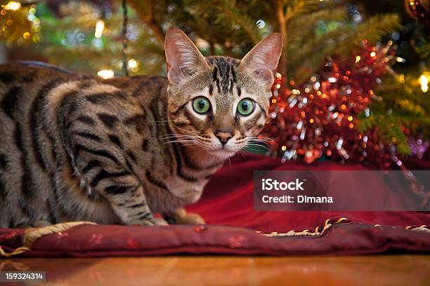 Festive Cat Stock Photo - Download Image Now - Animal, Animal Body Part, Animal Eye