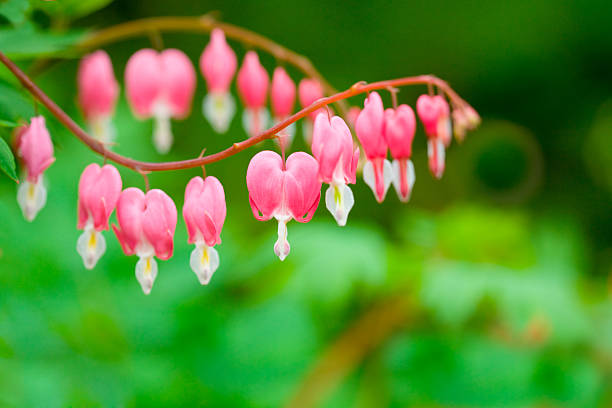 istock Bleeding heart flower 159326358