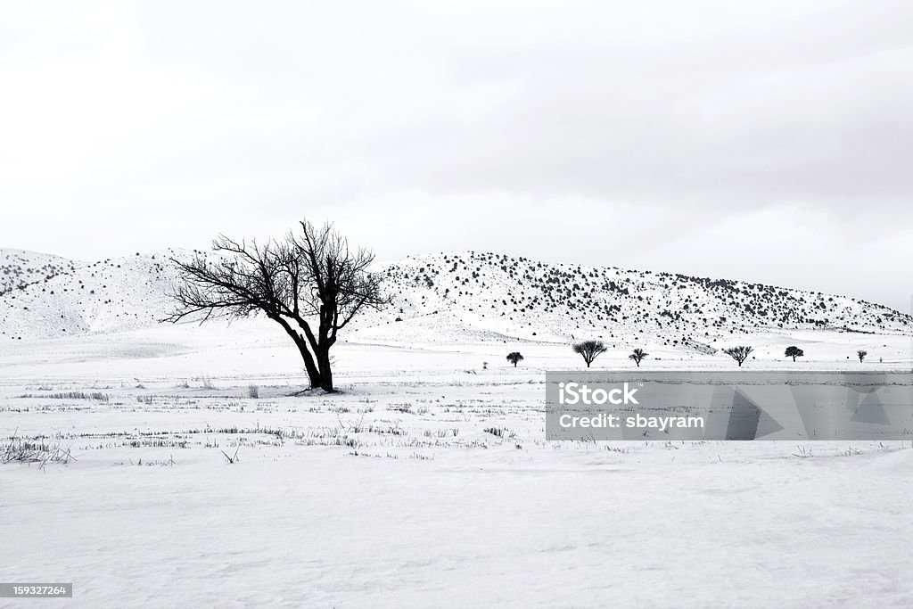 nature d'hiver - Photo de Arbre libre de droits