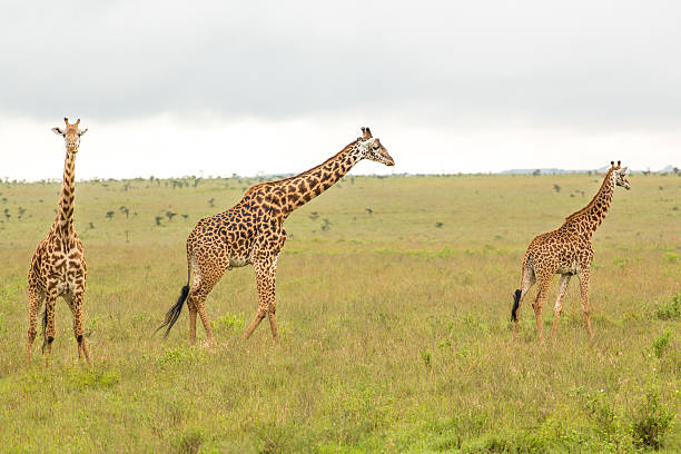 istock Giraffe family in Kenya 159327344