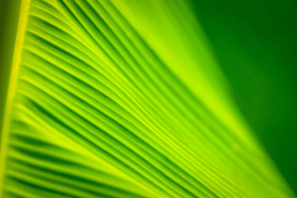 istock Greenery background nature plant and leaf (Banana) 1593282197