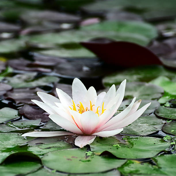 istock Water lily in lake. 159329203