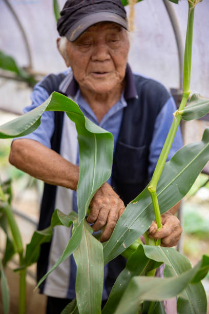 Senior man harvesting corn in greenhouse