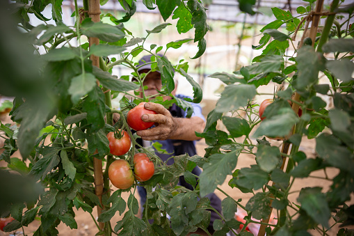 Senior man harvesting tomato in greenhouse