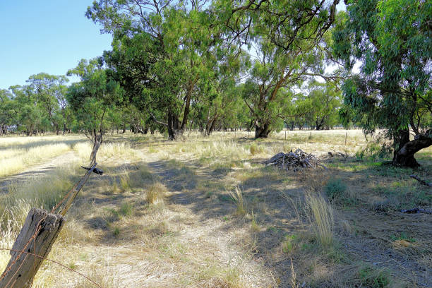 istock Lower Moira, Victoria, Australia 1593318672