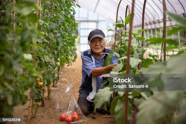 Senior Man Harvesting Tomato In Greenhouse Stock Photo - Download Image Now - Japan, Working, 80-89 Years