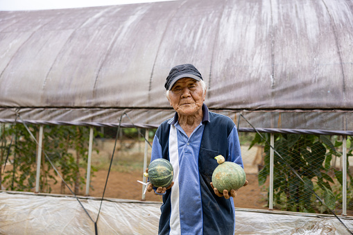 Portrait of senior man holding pumpkins in his farm