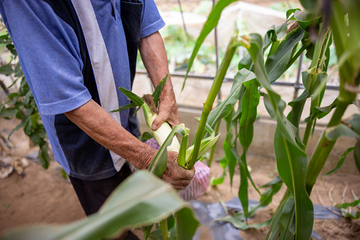 Senior man harvesting corn in greenhouse