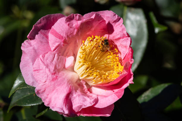 istock Camellia flower and honey bee 1593322441