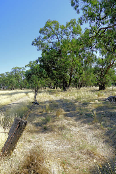 istock Lower Moira, Victoria, Australia 1593323270