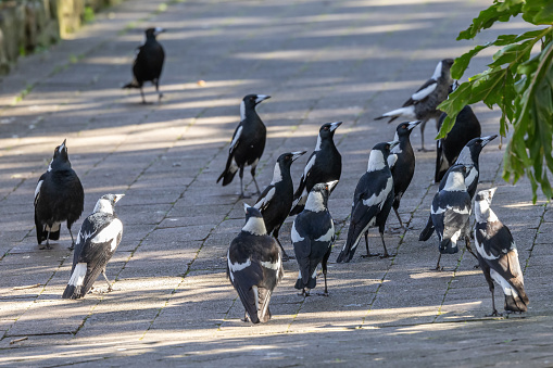 Australian Magpies gathered around people with food