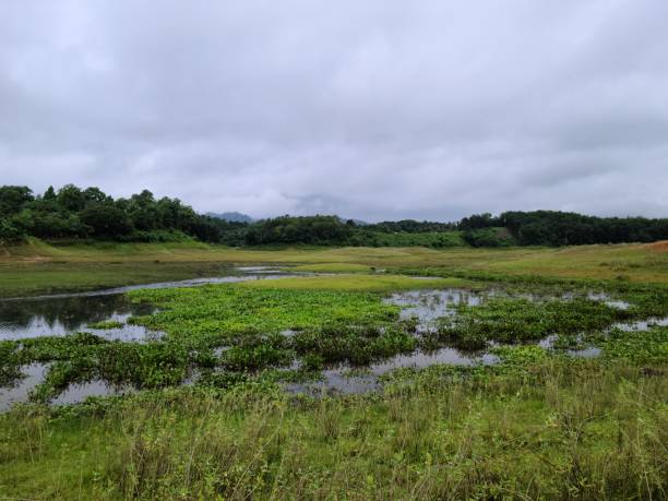 istock Green field in rainy day 1593329186