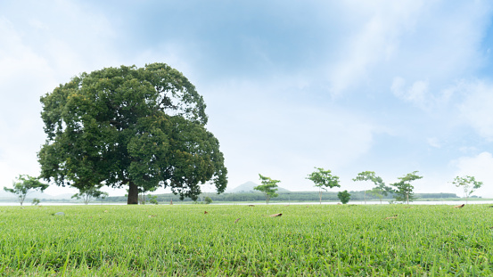 Landscape view of wide meadow. With blurred of big tree under the sky.