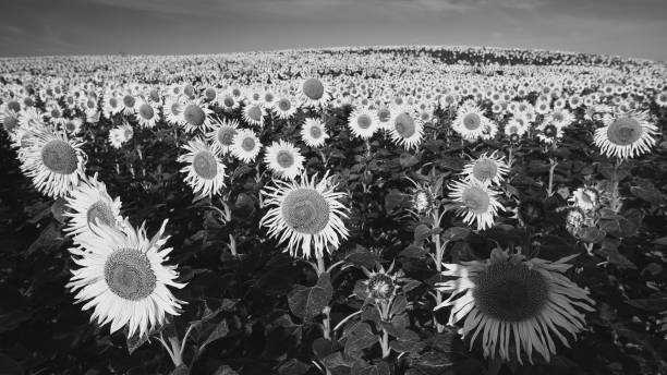 istock Black and white sunflowers 1593332970