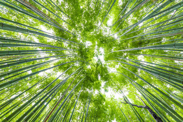 istock Bamboo forest at Arashiyama Looking up to sky, Kyoto, Japan 1593336247