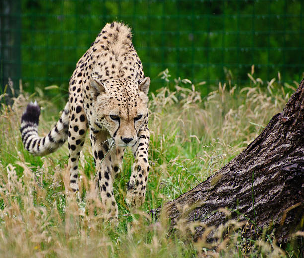 istock Cheetah Acinonyx Jubatus Big Cat 159333662