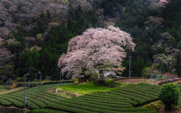 istock Giant old sakura tree at Shizuoka Prefecture 1593337345