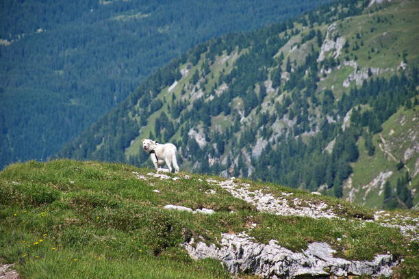 istock White dog in Dolomite mountains 1593339035