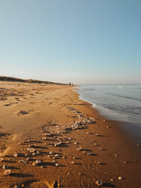 istock Sea waves and snails closeup evening view. 1593342828