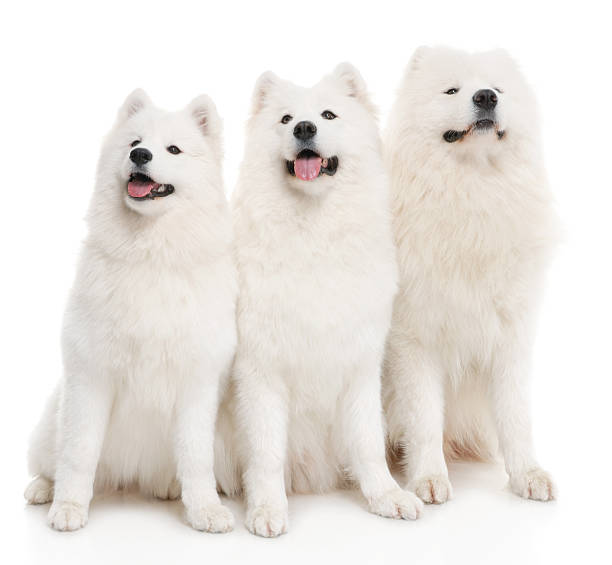 Tres samoyedo perros - foto de stock