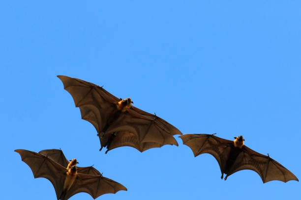 istock group of flying fox flying against clear blue sky 1593344912