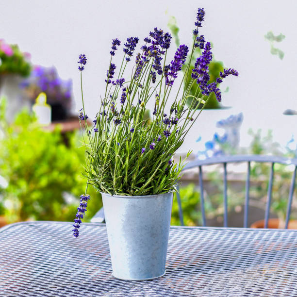 istock colorful potted Lavender plants 1593344925