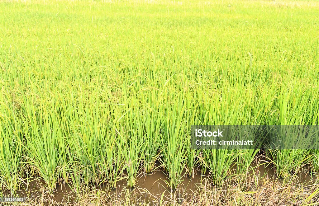 Green paddy field Green paddy field farm land in Thailand Agricultural Field Stock Photo