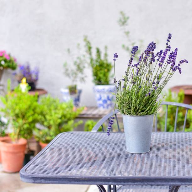 istock colorful potted Lavender plants 1593345426