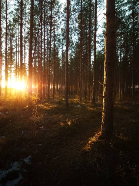 istock The morning sunlight penetrates through the green branches in a forest. 1593347510