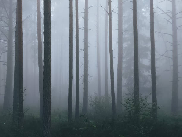 istock A winter foggy morning view in forest with tree's. 1593348020