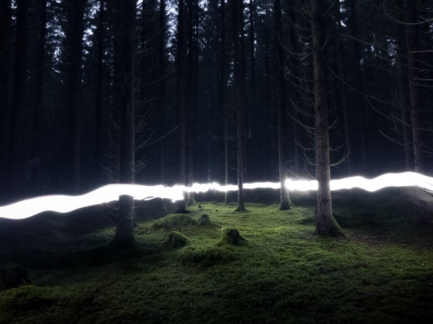 Light painting in a forest in the night time.