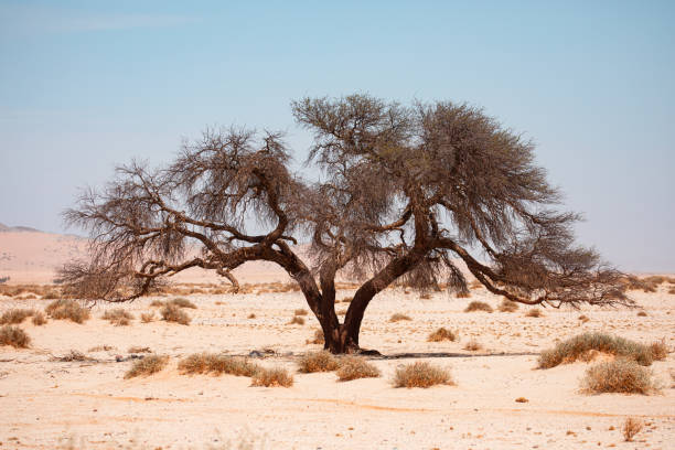 istock Lonely Tree in the Namib Desert - Namibia 1593357219