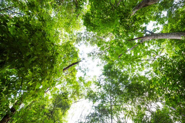istock Looking Up In Beautiful Tropical Rainforest Trees Woods Canopy 1593373516