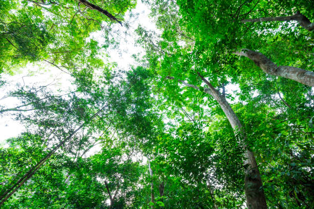 istock Looking Up In Beautiful Tropical Rainforest Trees Woods Canopy 1593376648
