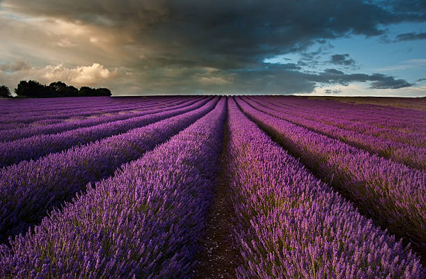 istock Beautiful lavender field landscape with dramatic sky 159338555