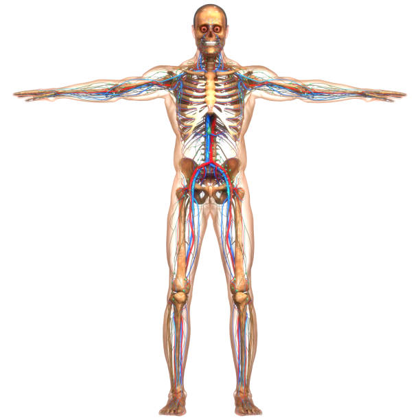 istock Human Circulatory System Heart Anatomy 1593393076