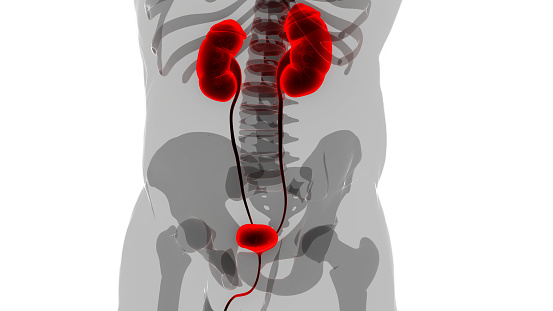3D Illustration Concept of Human Urinary System Kidneys with Bladder Anatomy
