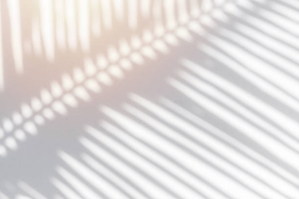 istock Shadow of palm leaves sway in the wind on white background 1593393136