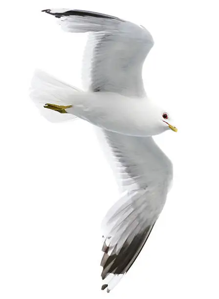 Seagull isolated with clipping path