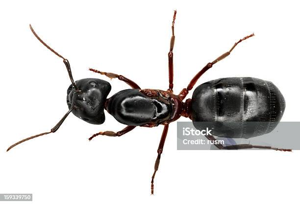 Ameise Auf Weißem Hintergrund Stockfoto und mehr Bilder von Ameise - Ameise, Schwarze Ameise, Freisteller – Neutraler Hintergrund