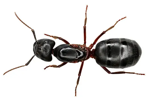 Photo of Ant on white background