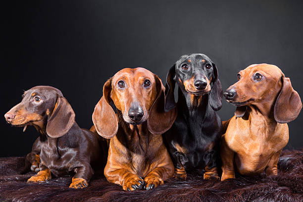 istock four red, black and chocolate sausage dogs 159339836