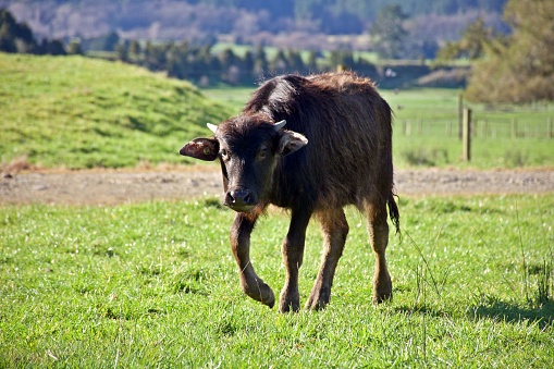 A baby water buffalo looks to the camera in a field of grass.